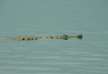 Trasladarán a Caimán del Magdalena hallado en granja piscícola en Villavieja