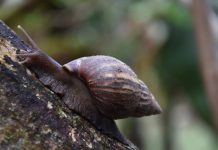 Alerta por siete especies invasoras que atacan los ecosistemas del Huila