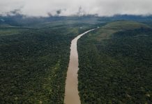 Amazonía colombiana redujo en 25% la deforestación estimada entre enero y septiembre de 2025