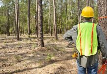 Hallazgos fiscales por $2.587 millones en auditoría a Empresa Forestal del Huila