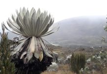 Alerta en el Páramo de Las Oseras: extraña plaga ya devora el 80 % de sus frailejones