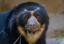 Cambio climático amenaza con reducir la población del oso andino y extinguir a la danta de montaña